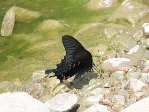 Image de Papilio dialis (Leech 1893)