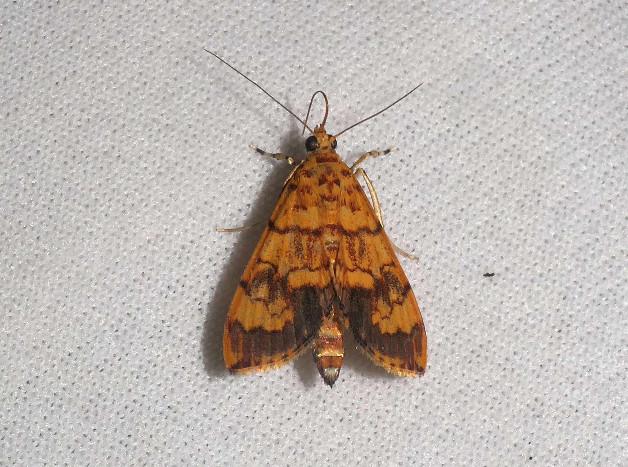 Portentomorpha xanthialis Guenée 1854 resmi