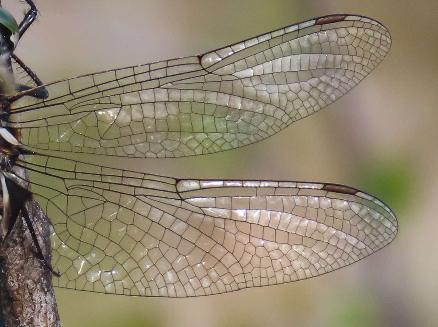 Image of Somatochlora septentrionalis (Hagen 1861)