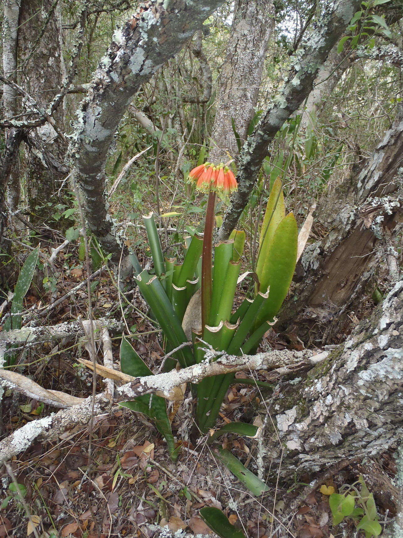 Image of Clivia nobilis Lindl.