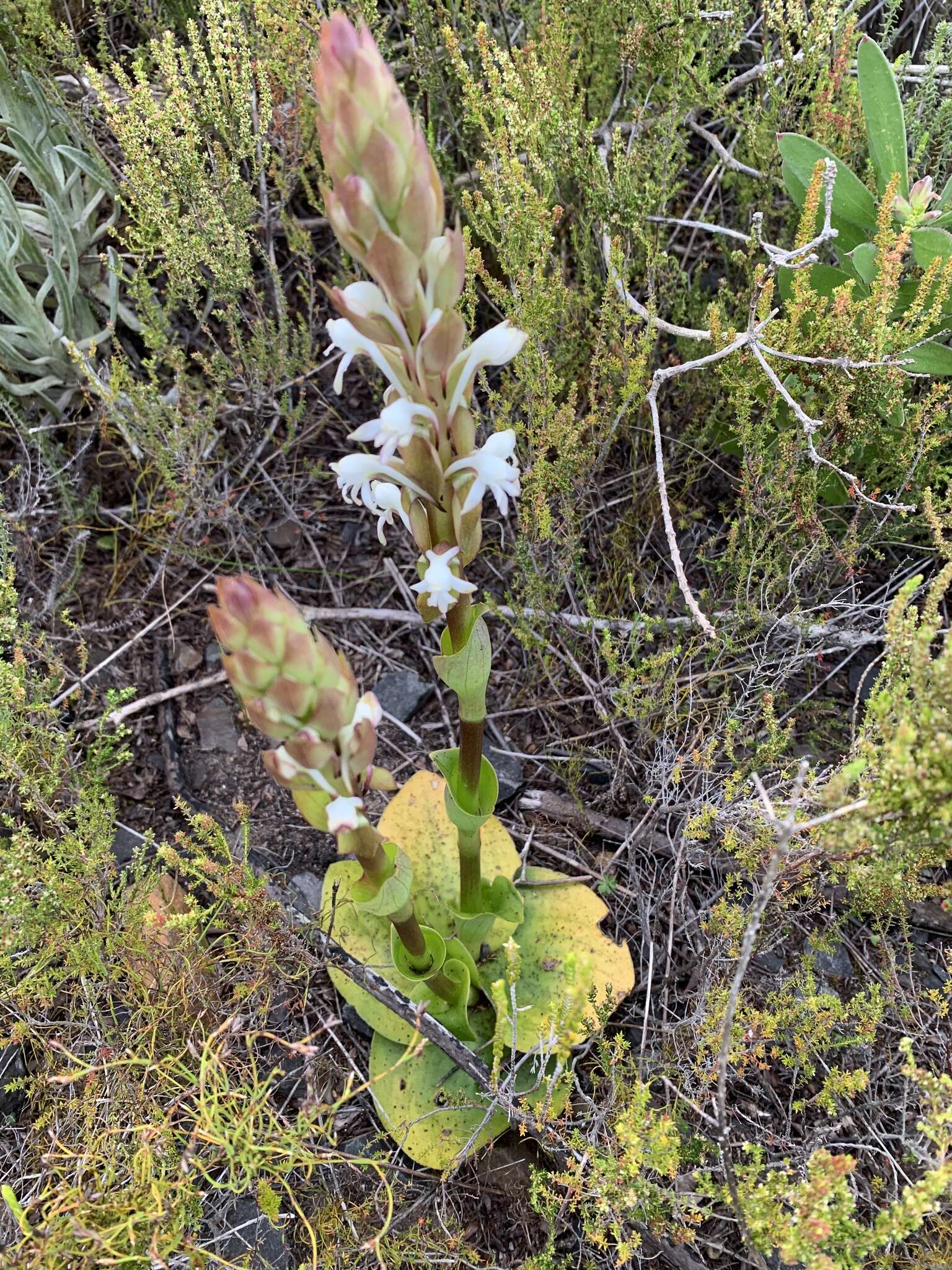 Imagem de Satyrium candidum Lindl.