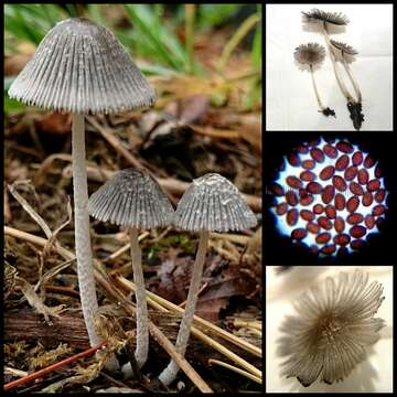 Image de Coprinopsis phlyctidospora (Romagn.) Redhead, Vilgalys & Moncalvo 2001