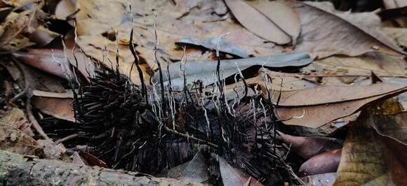 Image of Xylaria culleniae Berk. & Broome 1873