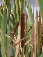 Image of Bullrush