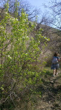 Plancia ëd Prunus cerasus L.