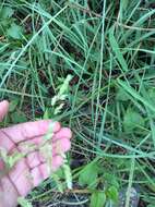 Image of Catchfly Grass