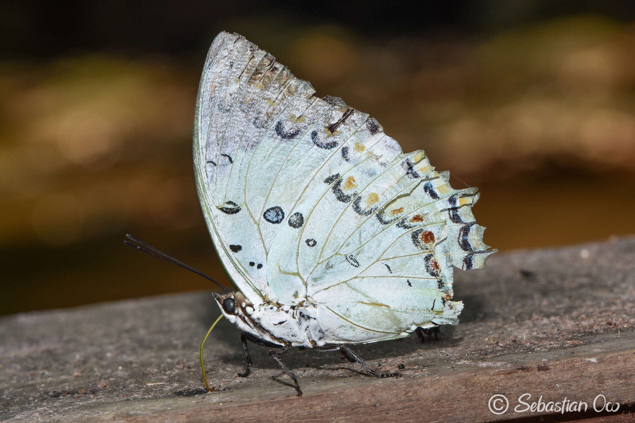 Image of Polyura delphis Doubleday 1843