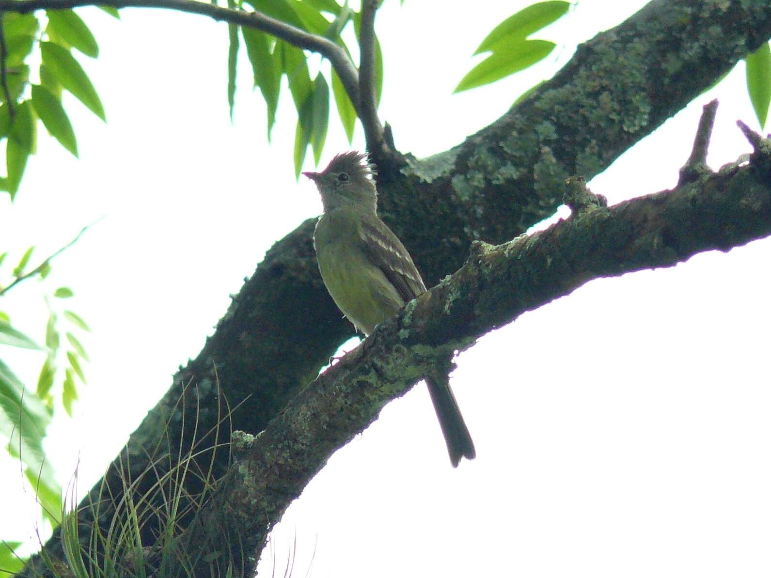 Image of Yellow-bellied Elaenia