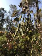 Image of Evergreen Honeysuckle