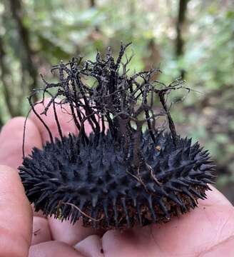 Image of <i>Xylaria apeibae</i> Mont.