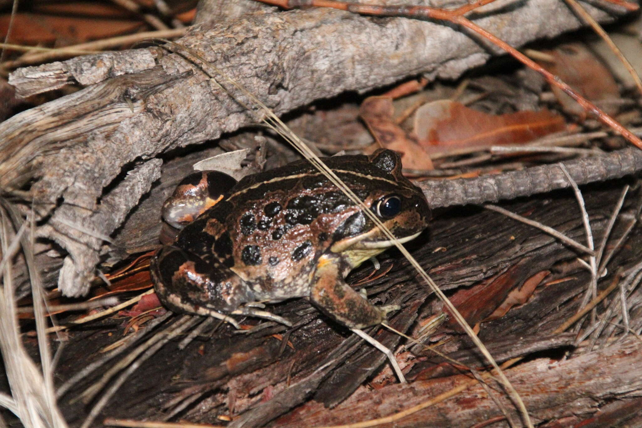 Image of Banjo Frog