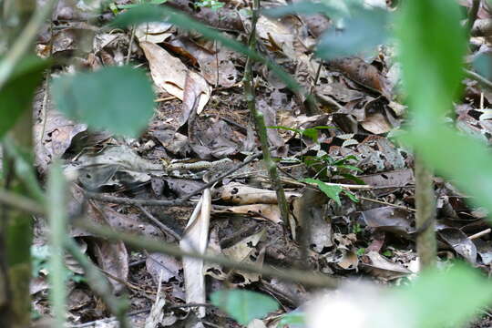 Image of Rhinoceros Viper