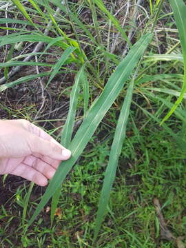 Image of fall panicgrass