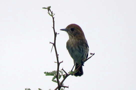 Knipolegus striaticeps (d'Orbigny & Lafresnaye 1837)的圖片