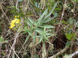 Image of Faujasia salicifolia (Pers.) C. Jeffrey