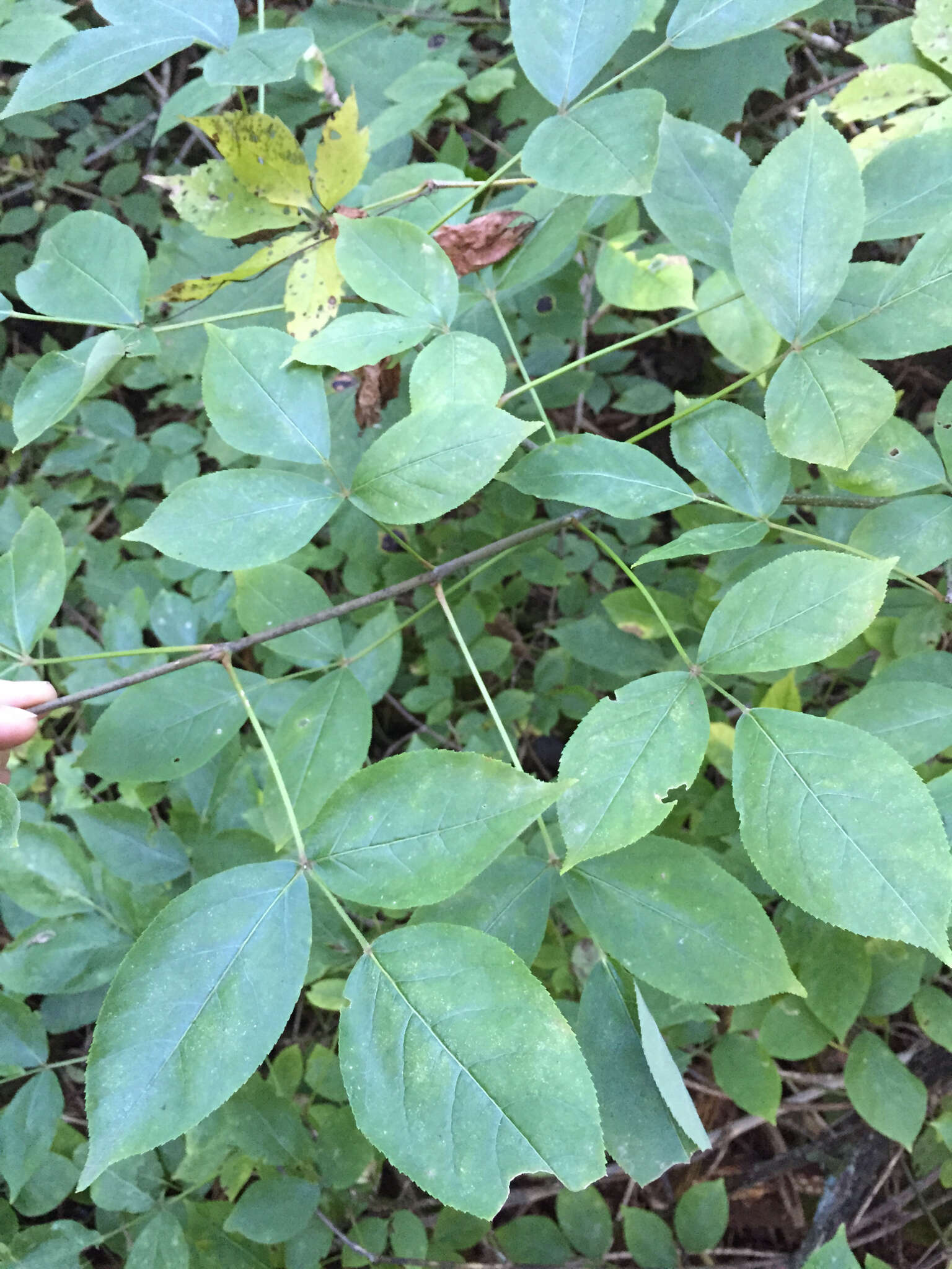 Imagem de Staphylea trifolia L.