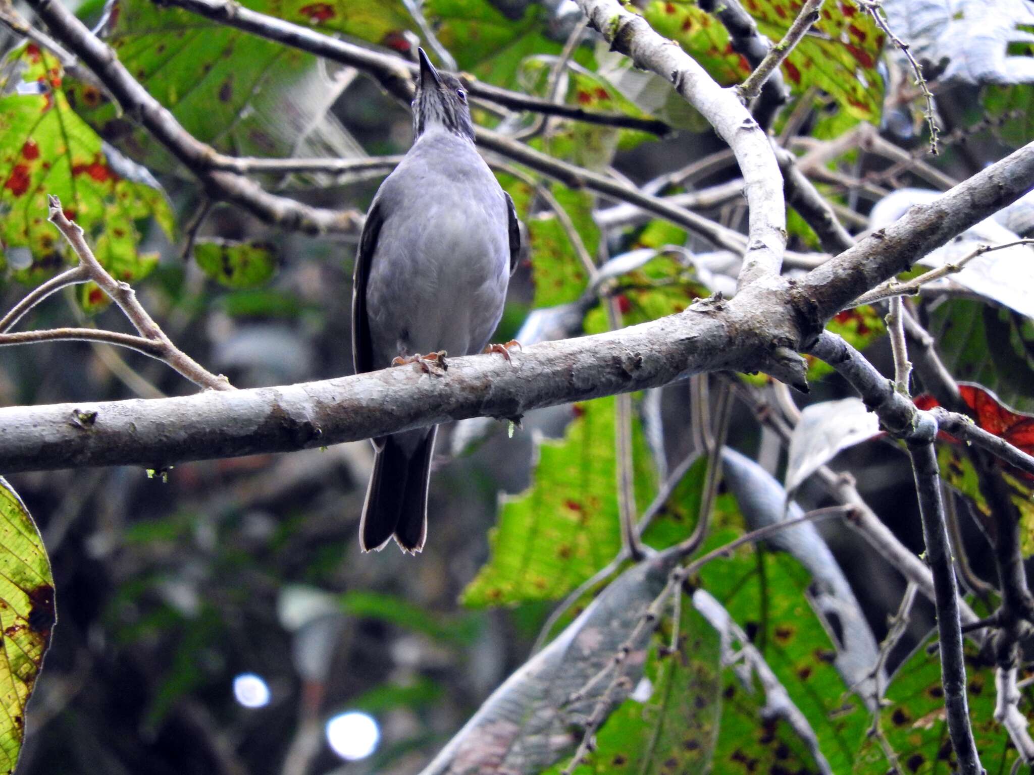 Imagem de Turdus subalaris (Seebohm 1887)