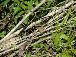 Image of Spot-breasted Wren