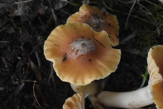 Image of Hygrocybe austropratensis A. M. Young 1999