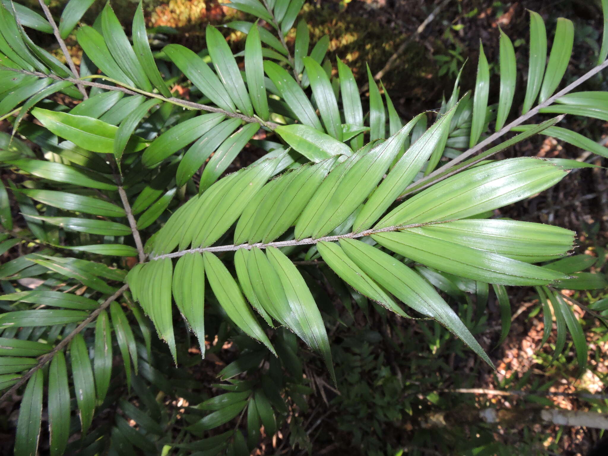 Image of Dypsis concinna Baker