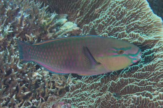 Image of Pink-margined Parrotfish