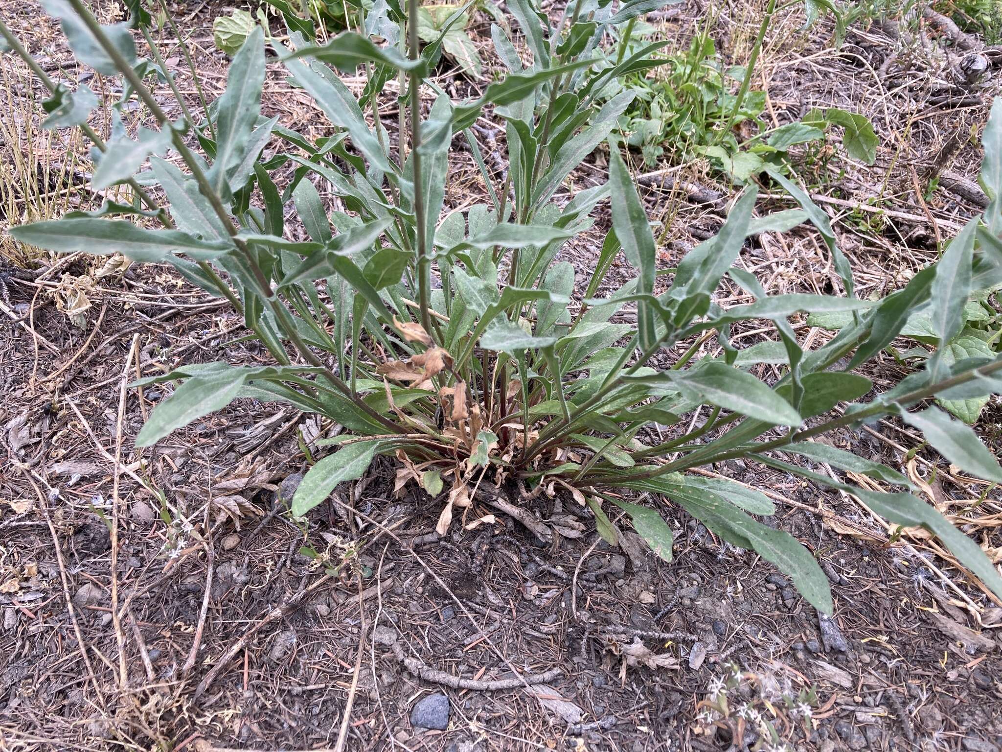 Image of threenerve fleabane