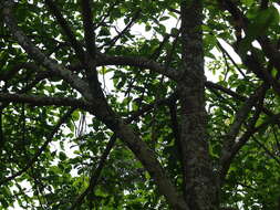 Image of Bar-crested Antshrike