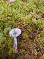 Image of Entocybe