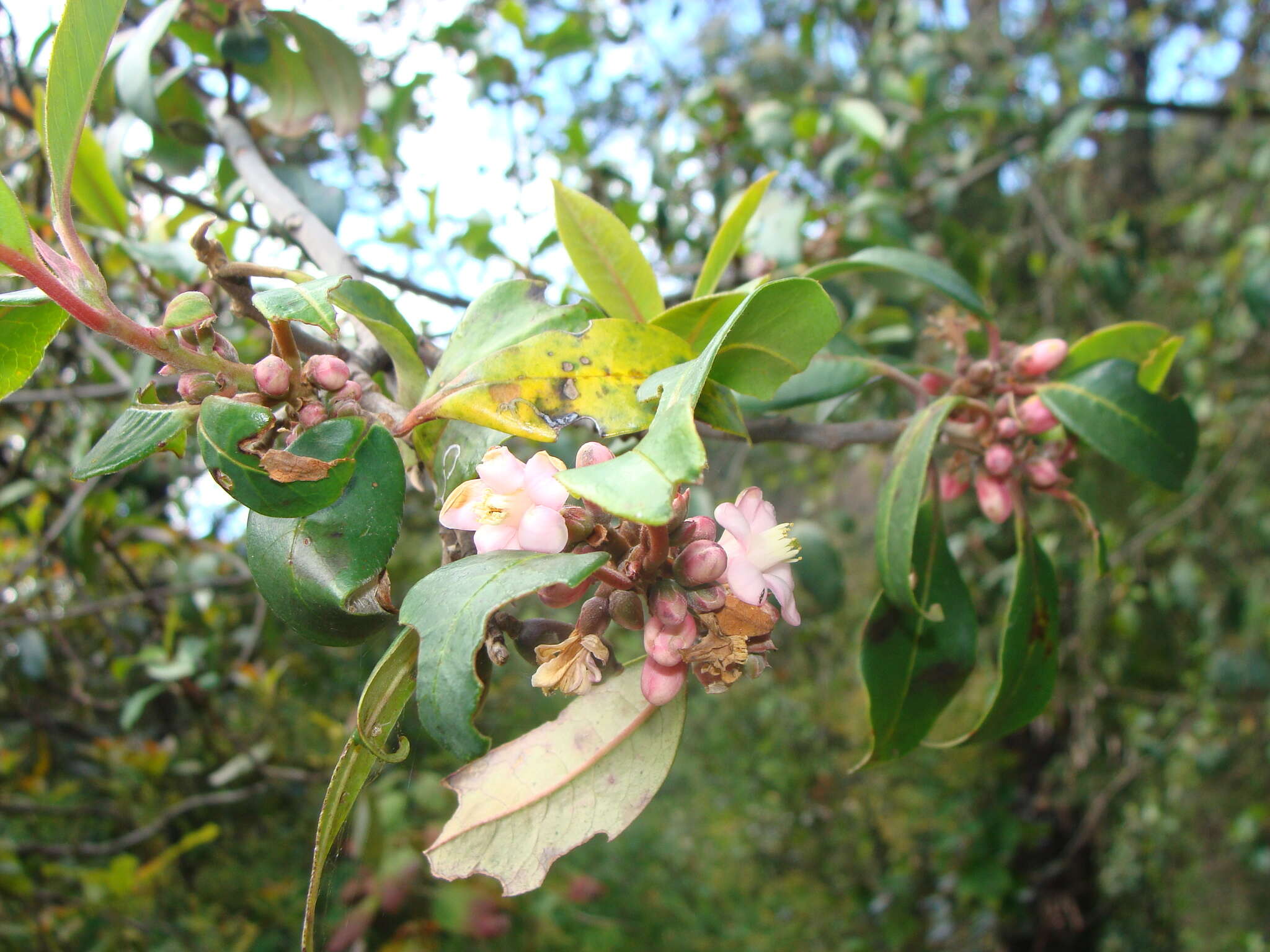 Image of Symplocos citrea Lex.