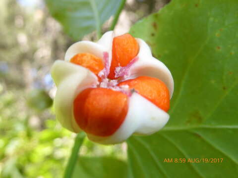 Image of western burning bush