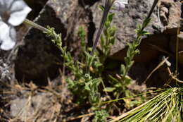 صورة Petunia axillaris subsp. subandina T. Ando