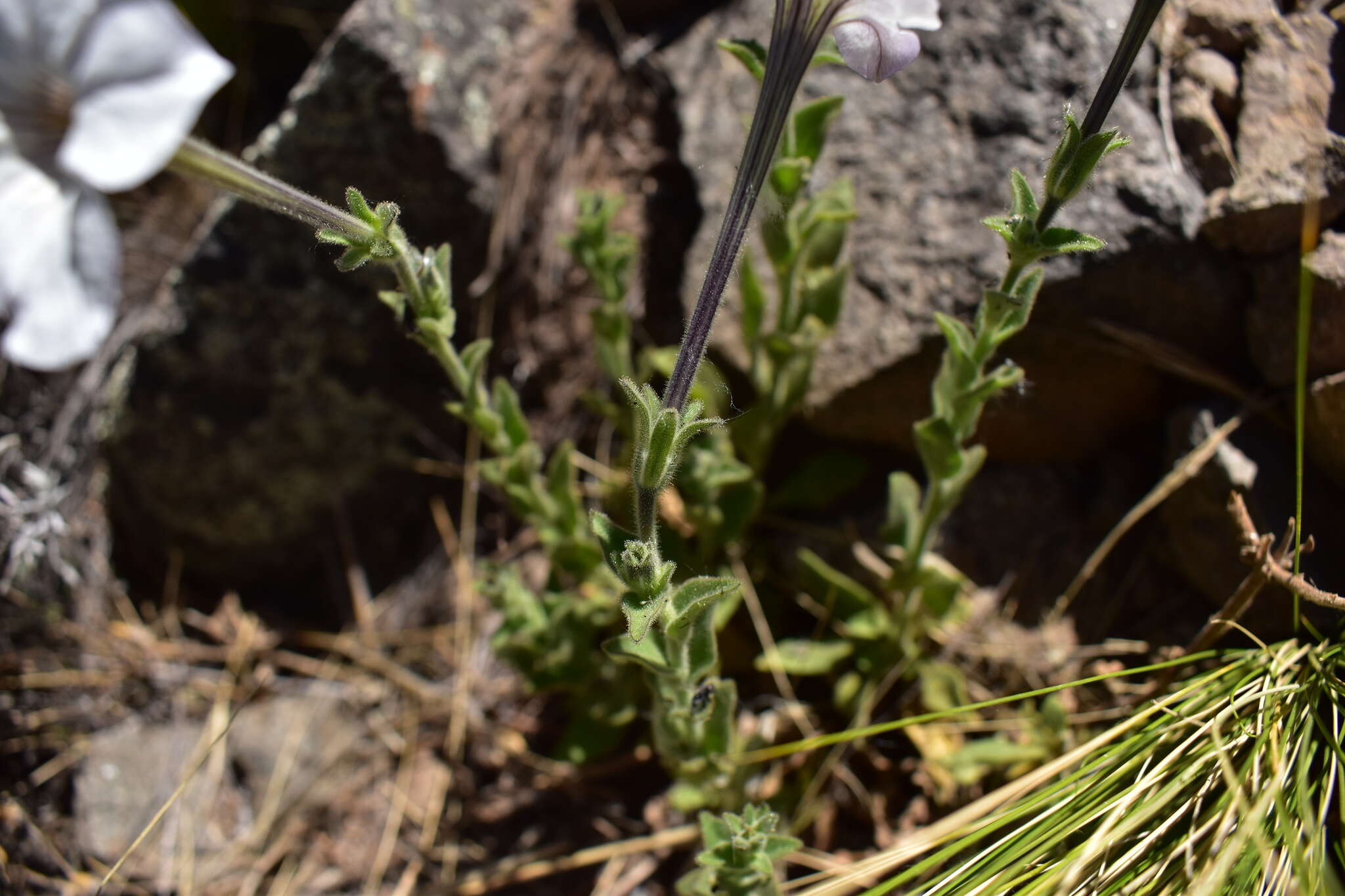 صورة Petunia axillaris subsp. subandina T. Ando