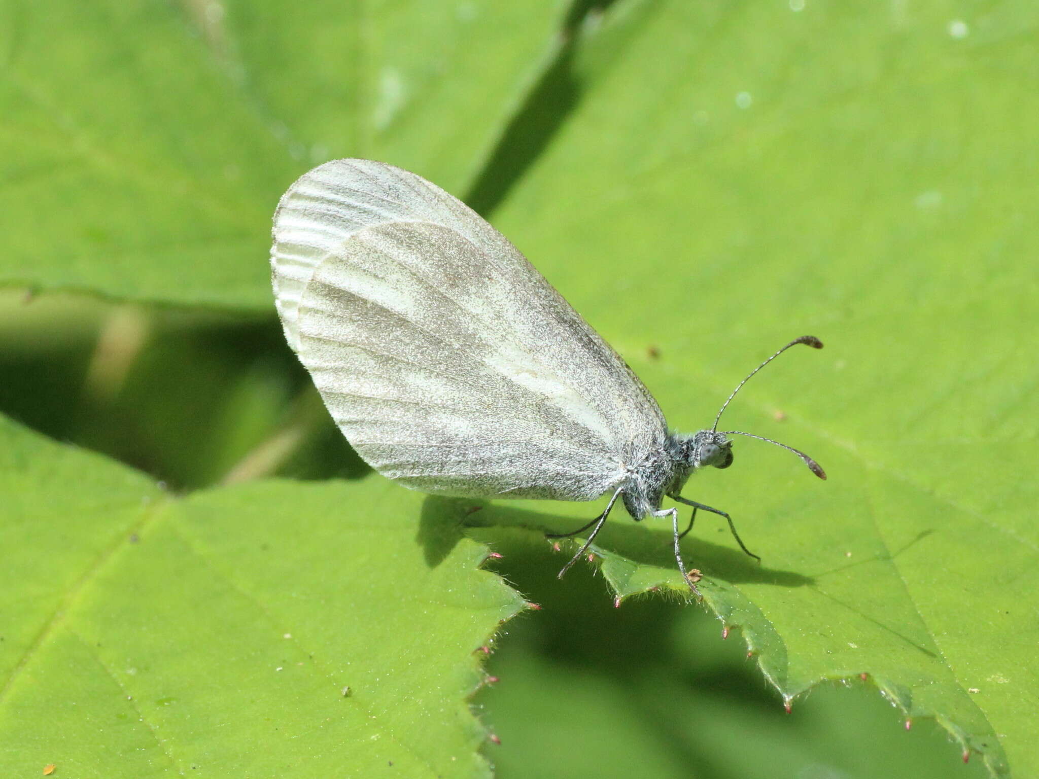 Leptidea sinapis (Linnaeus 1758)的圖片