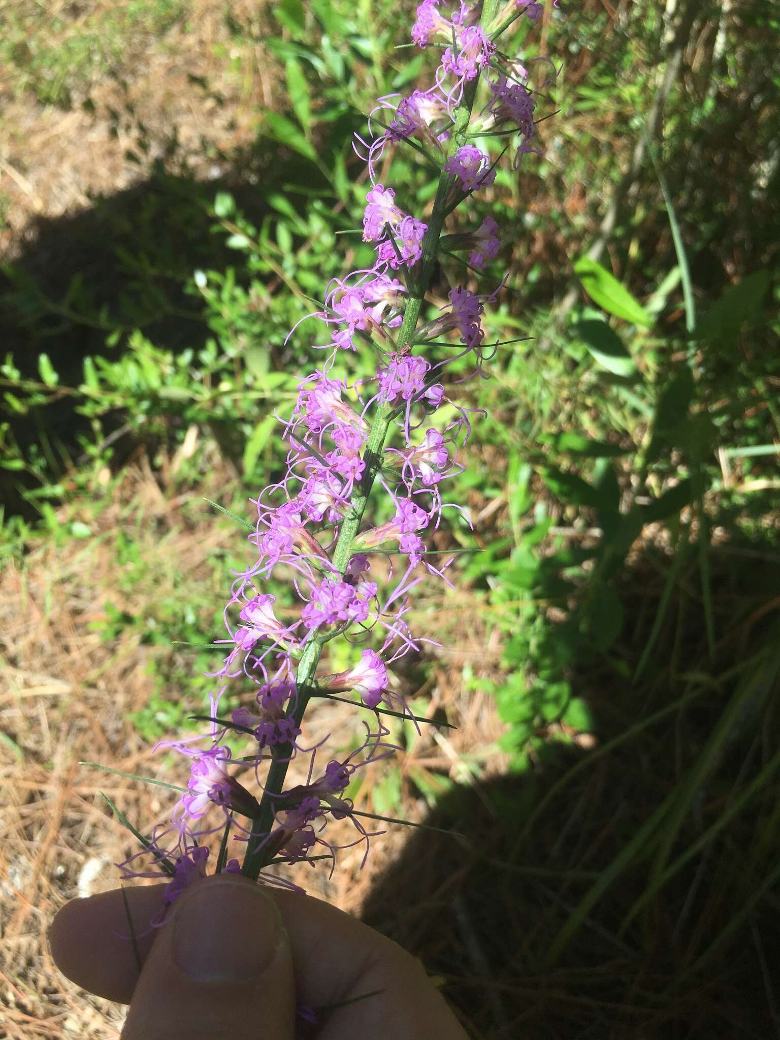 Image of grassleaf gayfeather