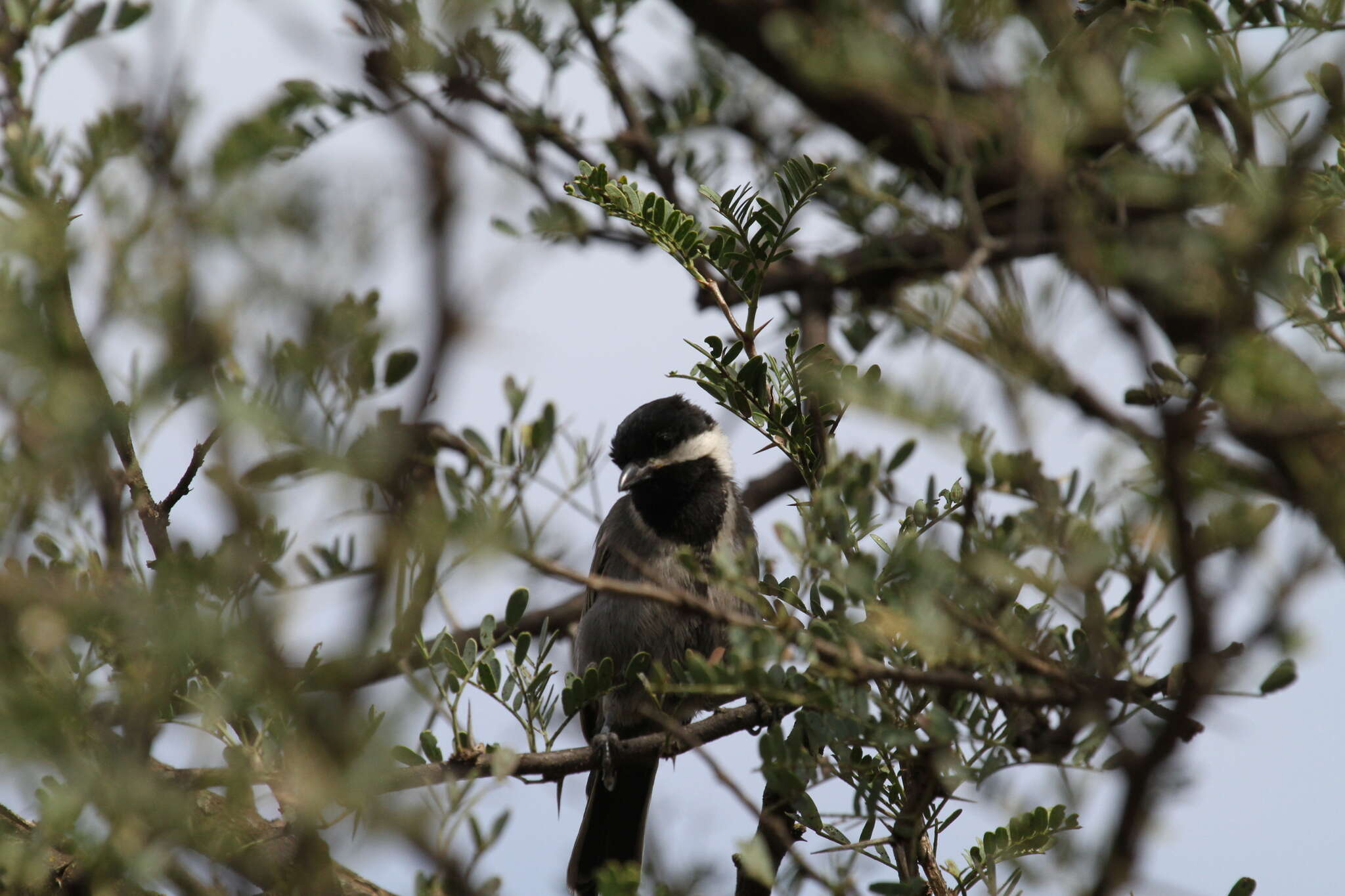 Plancia ëd Melaniparus cinerascens (Vieillot 1818)