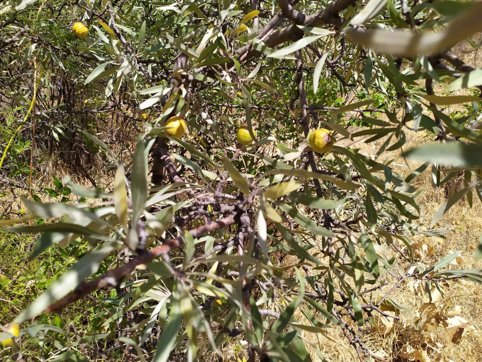 Plancia ëd Pyrus salicifolia Pall.