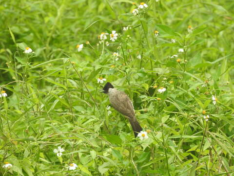 Image of Sooty-headed Bulbul