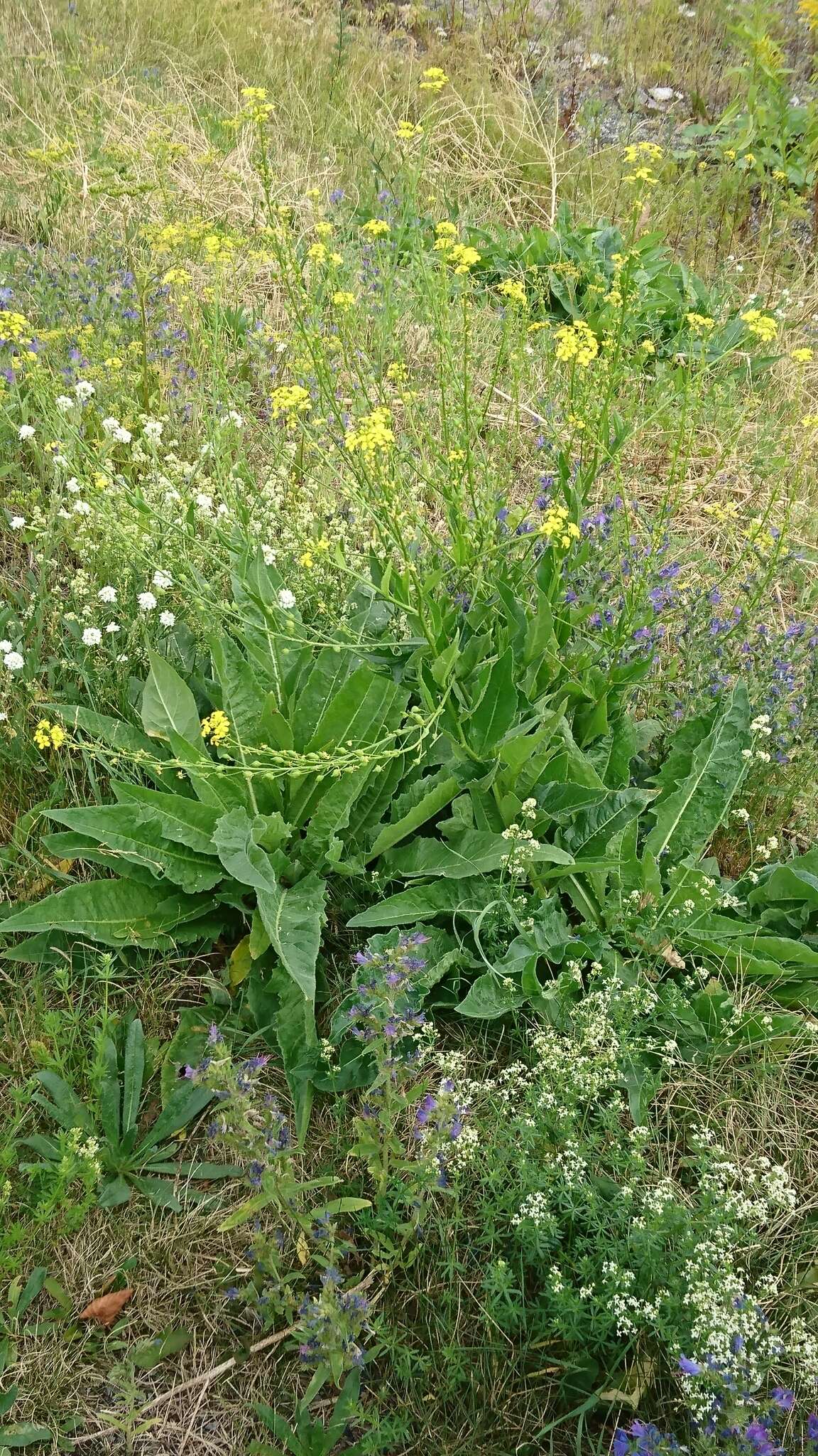 Image de bunias dorient