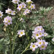 Image of shortlobe phacelia