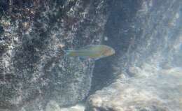 Image of Christmas wrasse