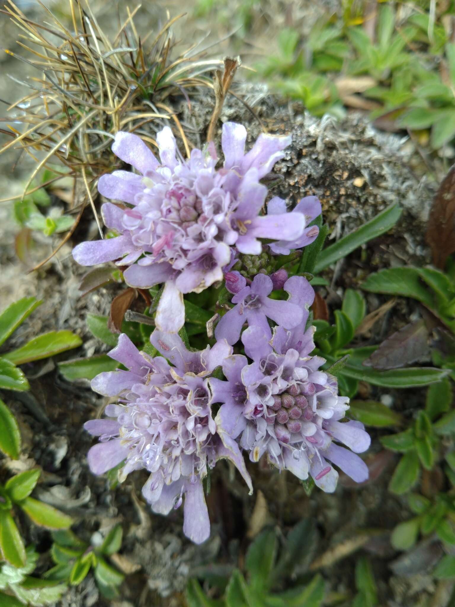 Image de Scabiosa lacerifolia Hayata