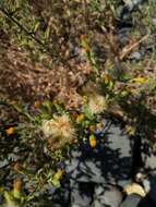 Image of Oregon false goldenaster