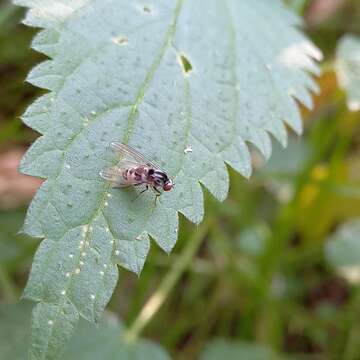 Polyporivora picta (Meigen 1830)的圖片