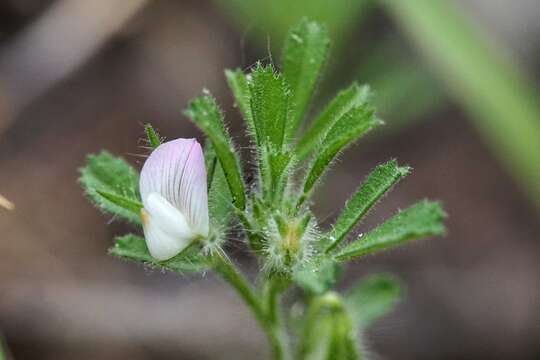 Image de Ononis reclinata L.