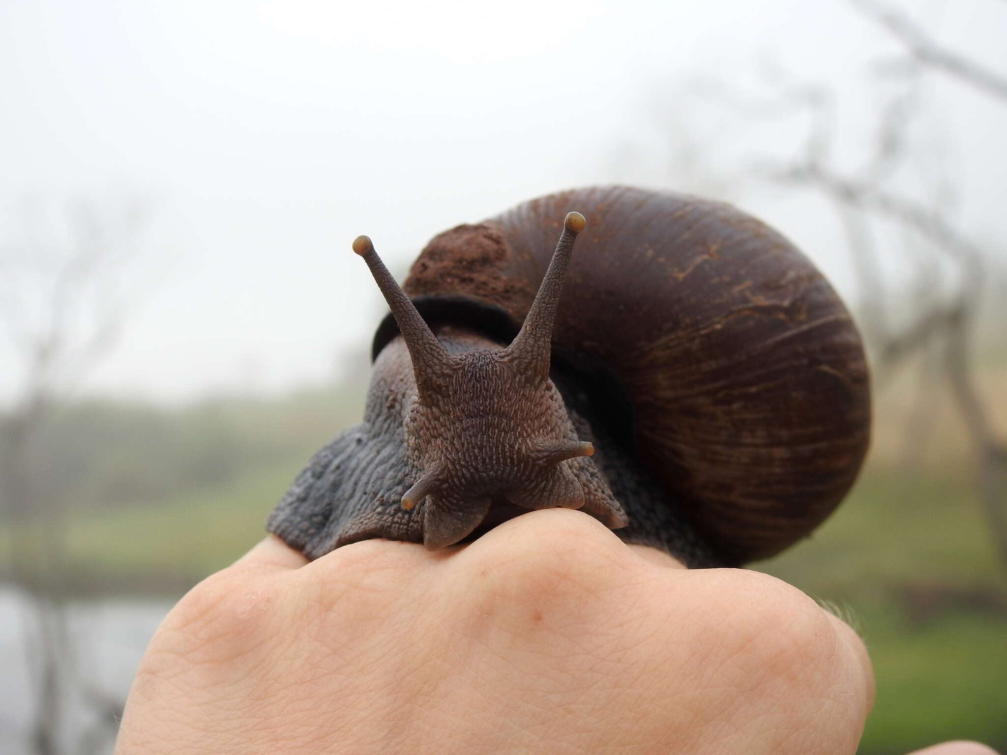 Image de Lissachatina glutinosa