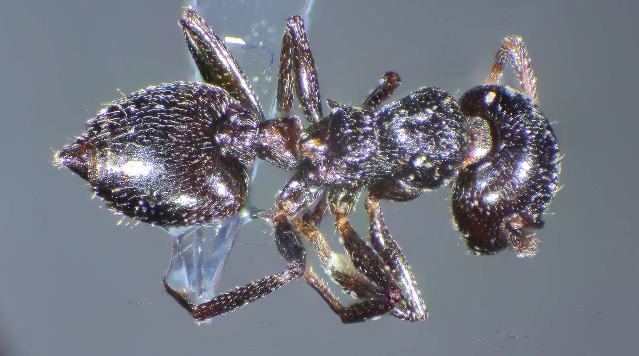 Image of Crematogaster laestrygon Emery 1869