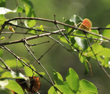 Image of Red bushwillow