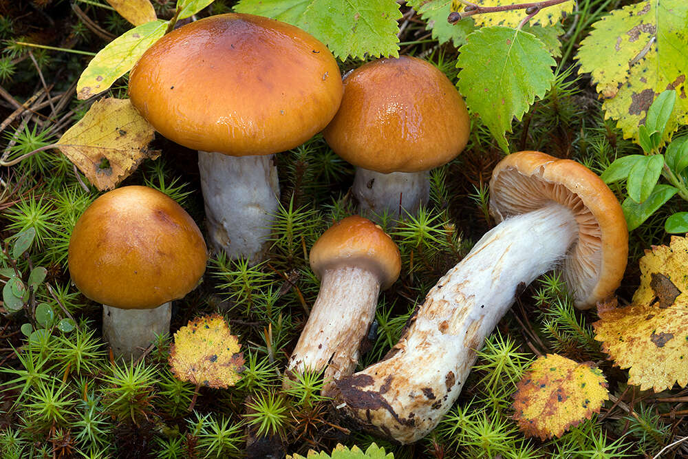 Imagem de Cortinarius septentrionalis Bendiksen, K. Bendiksen & Brandrud 1993