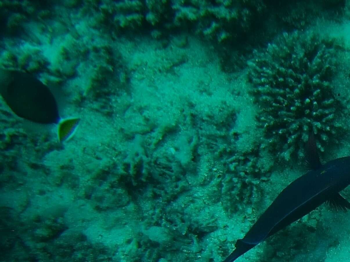 Image of Bluethroat triggerfish