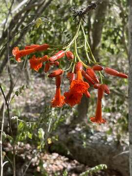 صورة Cordia rickseckeri Millsp.